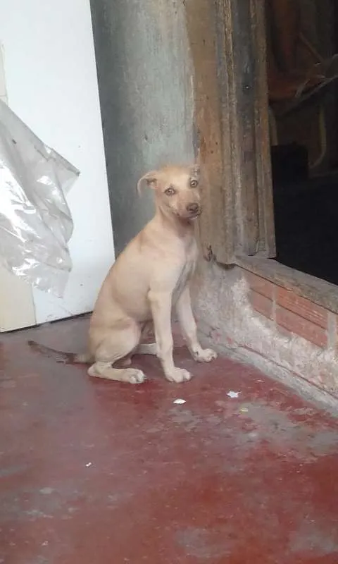 Cachorro raça Vira Lata  idade 2 a 6 meses nome Sem nome 