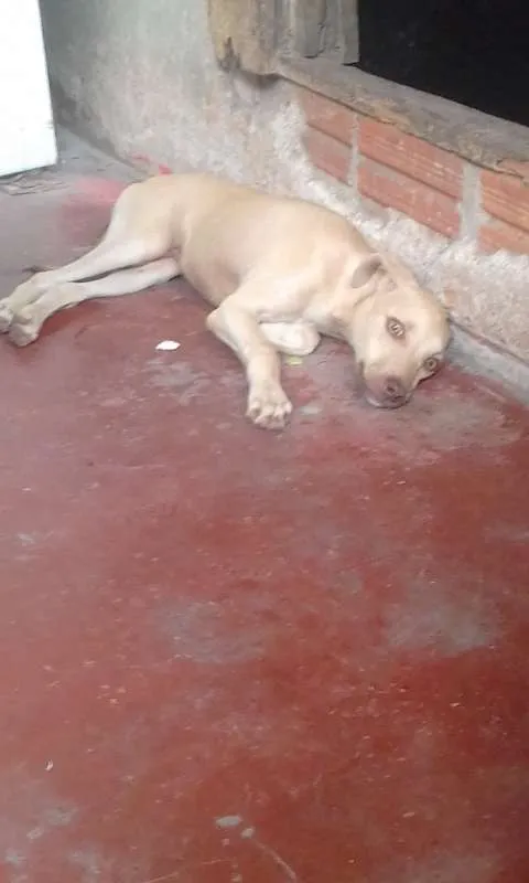 Cachorro raça Vira Lata  idade 2 a 6 meses nome Sem nome 