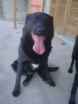 Negão