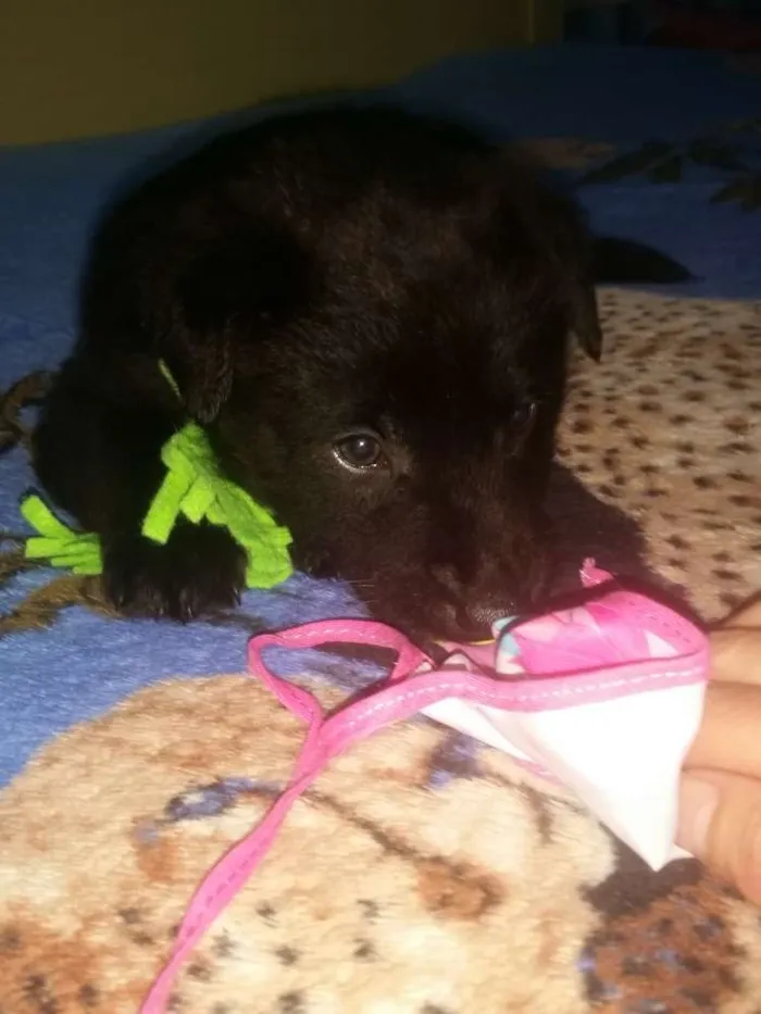 Cachorro ra a Srd idade Abaixo de 2 meses nome Bb jhon
