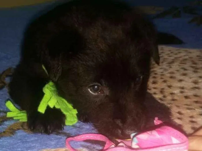 Cachorro ra a Srd idade Abaixo de 2 meses nome Bb jhon
