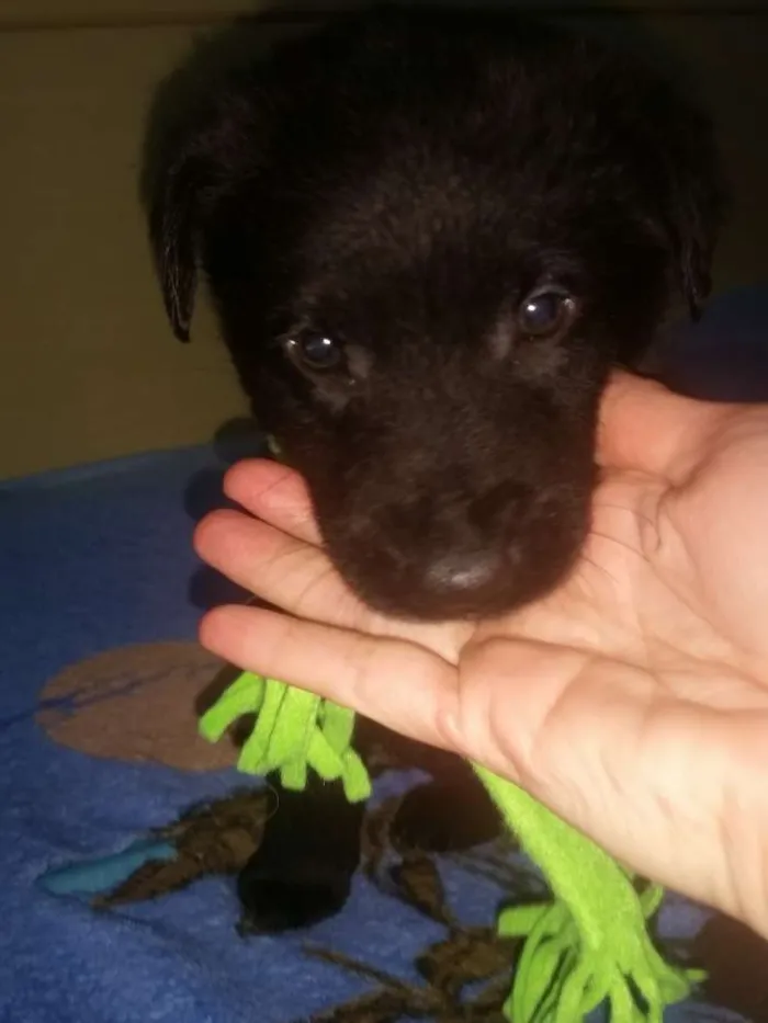 Cachorro ra a Srd idade Abaixo de 2 meses nome Bb jhon