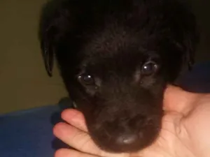 Cachorro raça Srd idade Abaixo de 2 meses nome Bb jhon