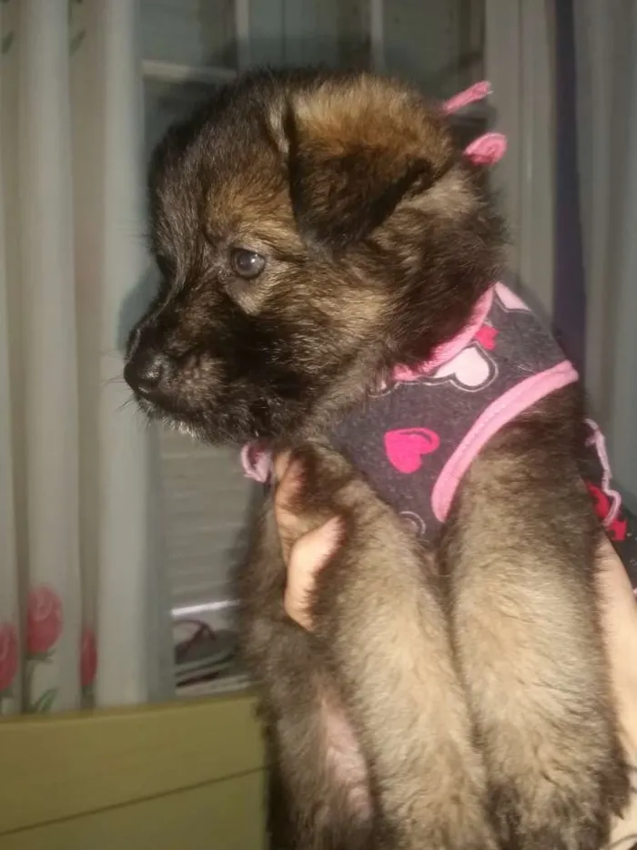 Cachorro ra a Srd  idade Abaixo de 2 meses nome Lisa