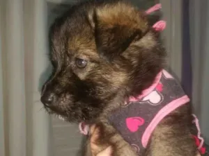 Cachorro raça Srd  idade Abaixo de 2 meses nome Lisa