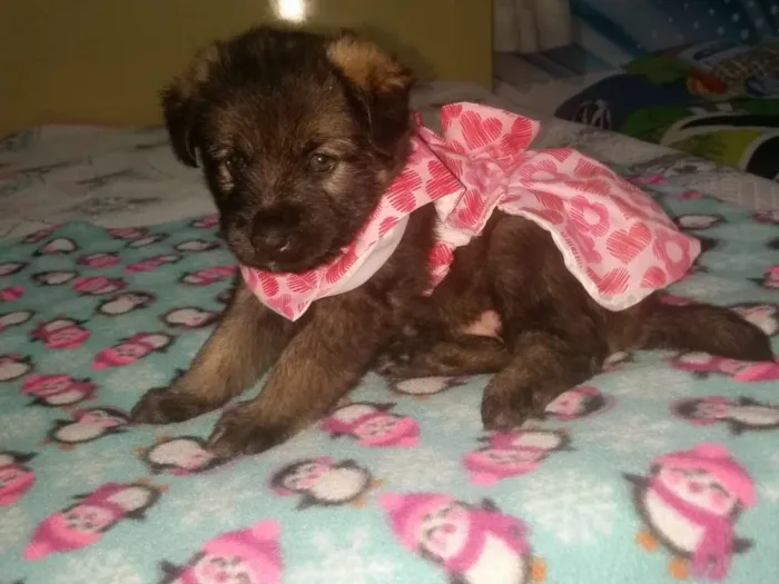 Cachorro ra a Srd  idade Abaixo de 2 meses nome Lisa