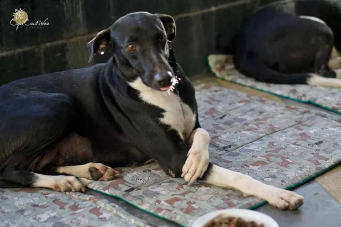 Cachorro raça SRD idade 2 anos nome Sem nome