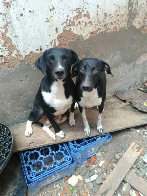 Cachorro raça SRD idade 2 anos nome Sem nome