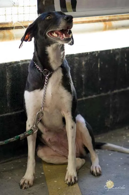 Cachorro raça SRD idade 2 anos nome Sem nome
