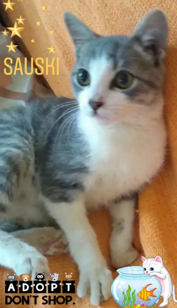 Gato ra a SRD idade 2 a 6 meses nome SAUSKI