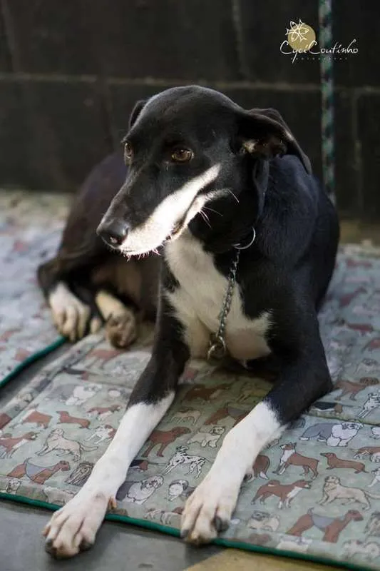 Cachorro raça SRD idade 2 anos nome Sem nome