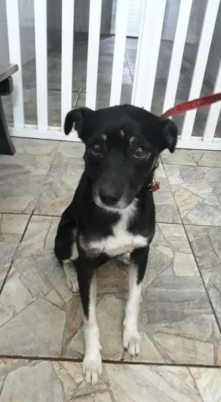 Cachorro raça SRD idade 2 anos nome Sem nome