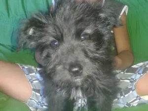 Cachorro raça Mista idade 2 a 6 meses nome Pipoca