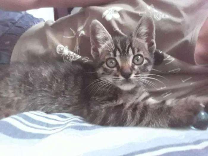 Gato ra a Sem raça definida idade 2 a 6 meses nome Tigrinho