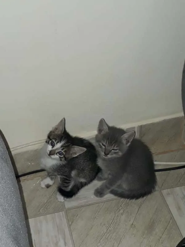 Gato ra a Sem raça definida idade 2 a 6 meses nome Gatinhos para adoção