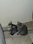 Gatinhos para adoção