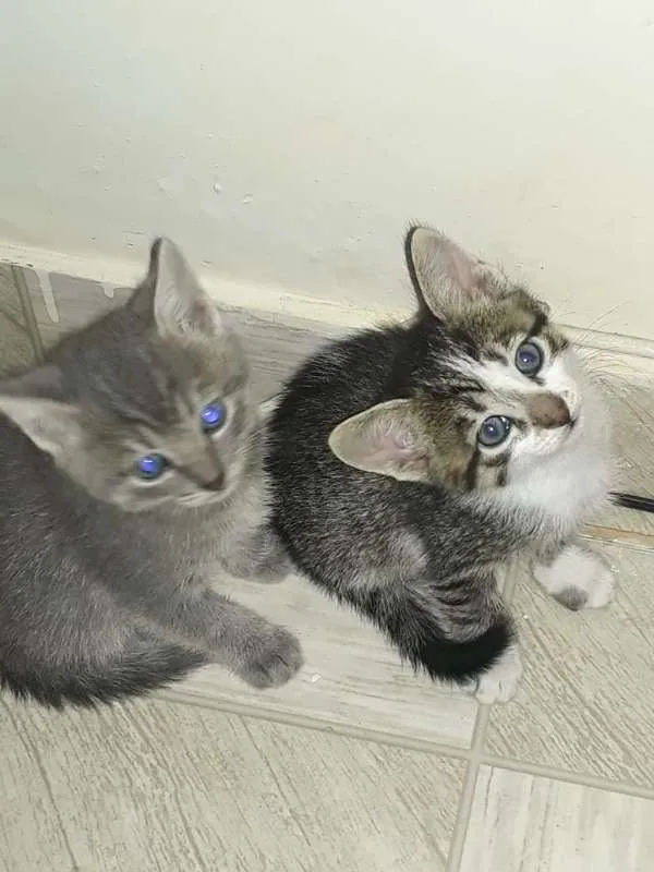 Gato ra a Sem raça definida idade 2 a 6 meses nome Gatinhos para adoção