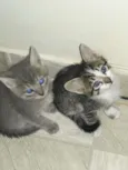 Gatinhos para adoção