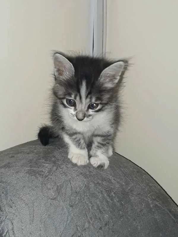 Gato ra a Sem raça definida idade 2 a 6 meses nome Gatinhos para adoção