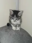 Gatinhos para adoção