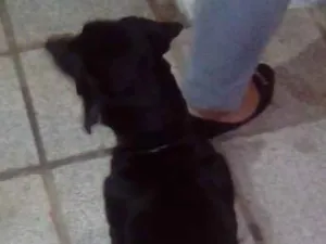 Cachorro raça linguiça  idade 3 anos nome percival