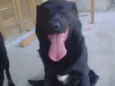 Negão