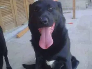 Cachorro raça Labrador idade 7 a 11 meses nome Negão