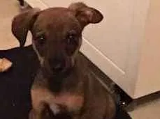 Cachorro ra a Vira-lata idade 2 a 6 meses nome Chico