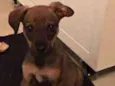 Chico