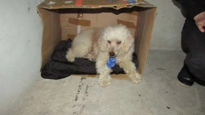 Cachorro ra a Poodle idade 5 anos nome Ernesto