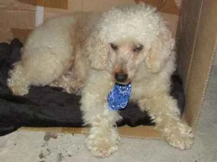 Cachorro ra a Poodle idade 5 anos nome Ernesto