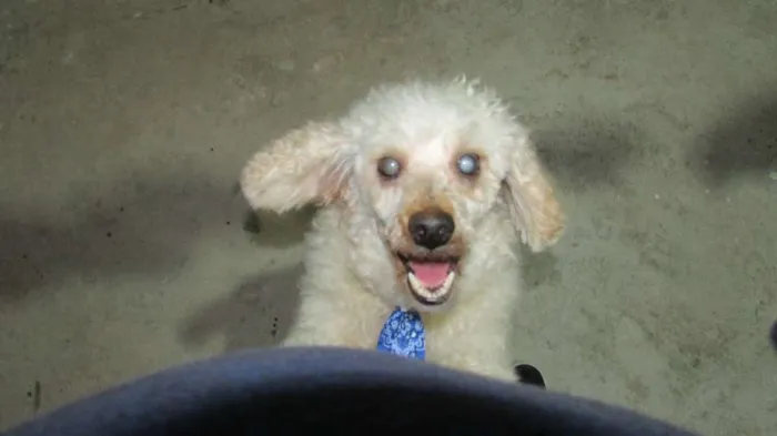 Cachorro ra a Poodle idade 5 anos nome Ernesto