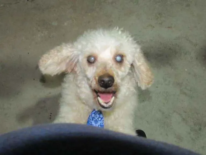 Cachorro ra a Poodle idade 5 anos nome Ernesto