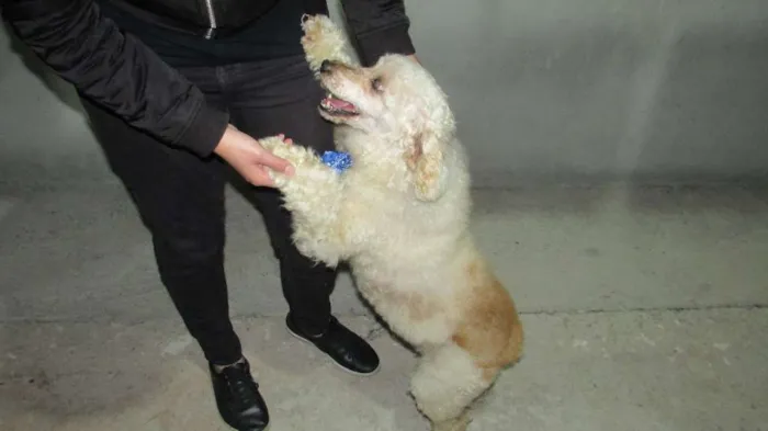 Cachorro ra a Poodle idade 5 anos nome Ernesto