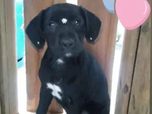 Cachorro raça Vira lata idade 2 a 6 meses nome Pretinha 