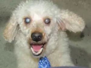 Cachorro raça Poodle idade 5 anos nome Ernesto