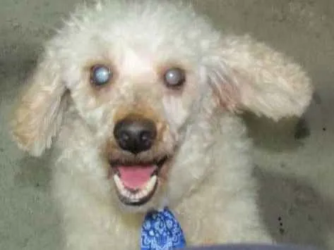 Cachorro ra a Poodle idade 5 anos nome Ernesto