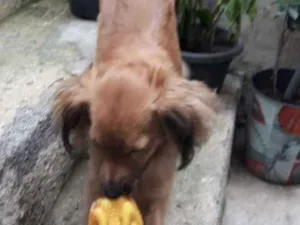 Cachorro raça Vira lata idade 3 anos nome Yoko