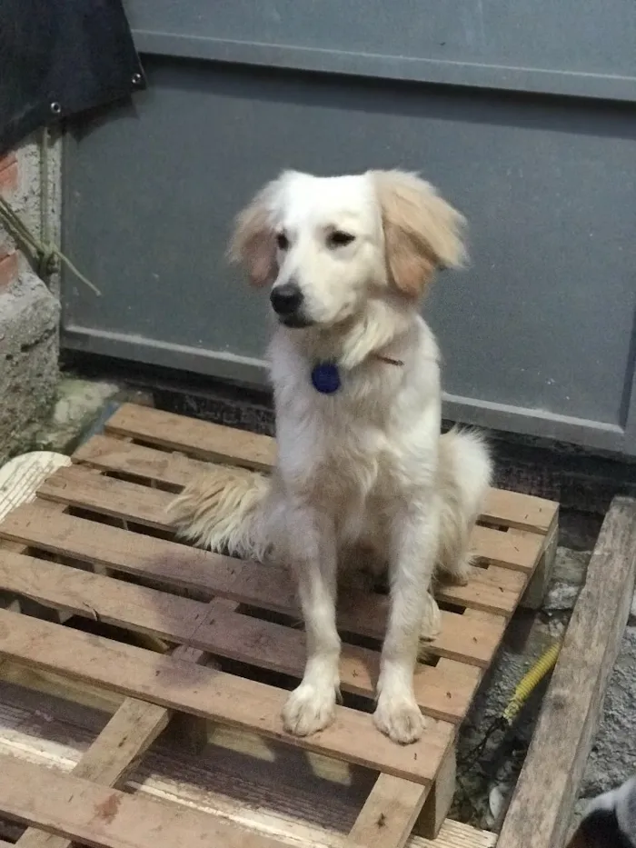 Cachorro ra a SRD idade  nome Zyon