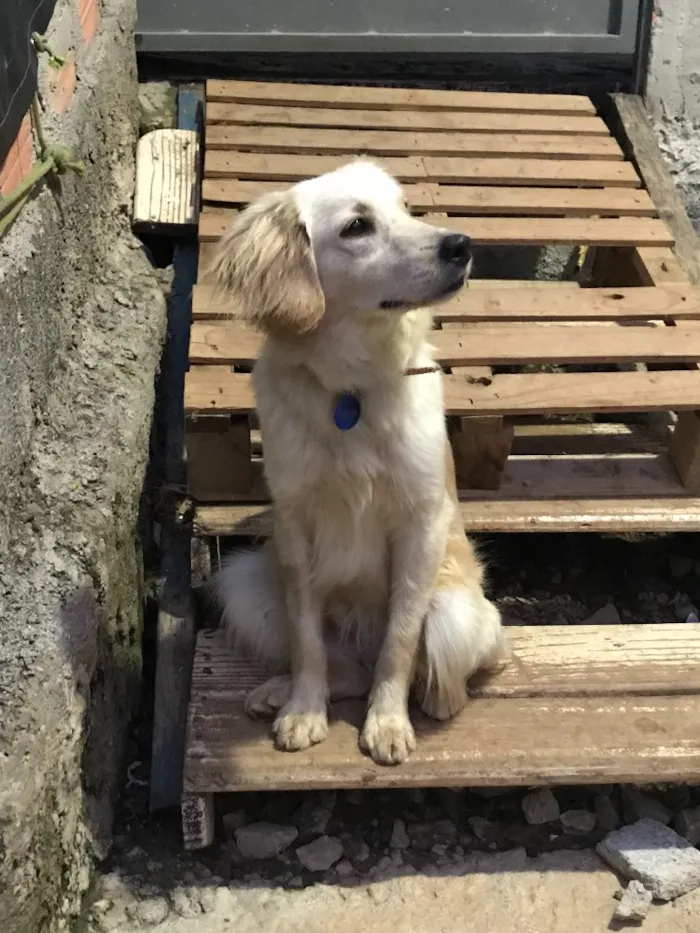 Cachorro ra a SRD idade  nome Zyon