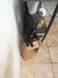 Faisca e fumaça