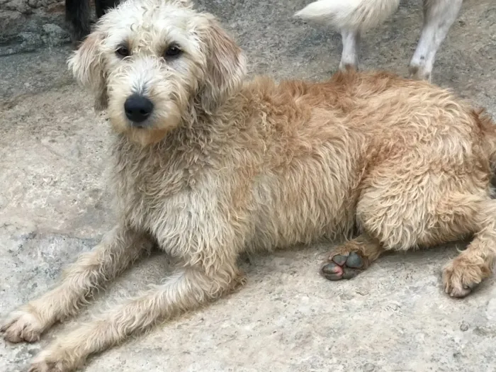 Cachorro ra a SRD idade  nome Estrela
