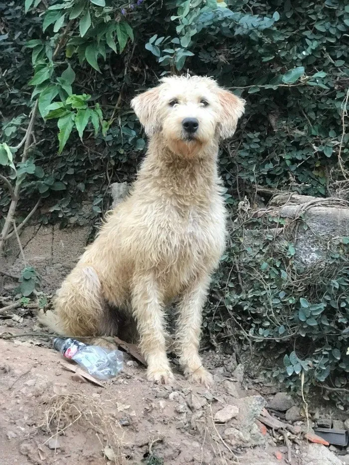 Cachorro ra a SRD idade  nome Estrela