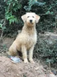 Estrela