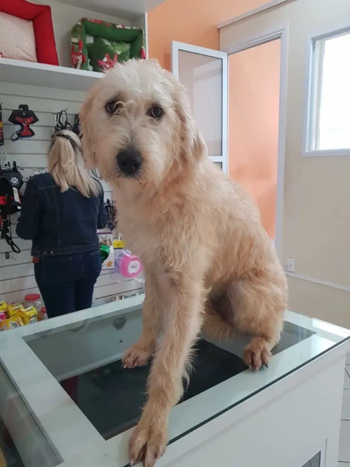 Cachorro ra a SRD idade  nome Estrela