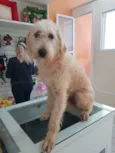 Estrela