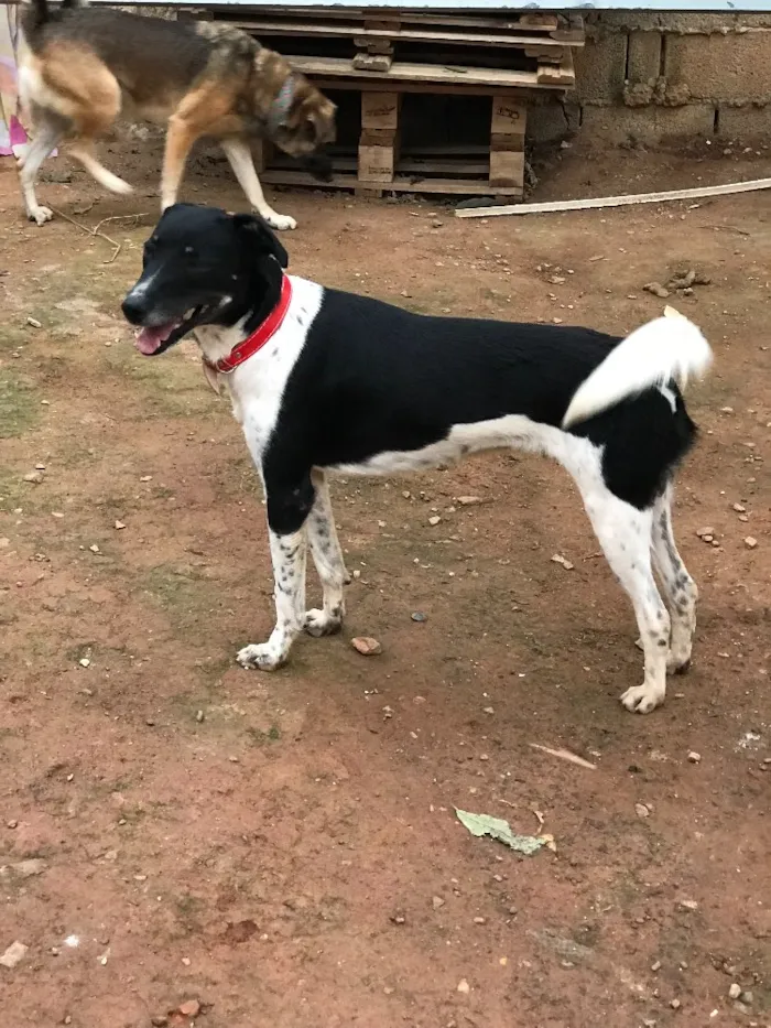 Cachorro ra a SRD idade  nome Biel