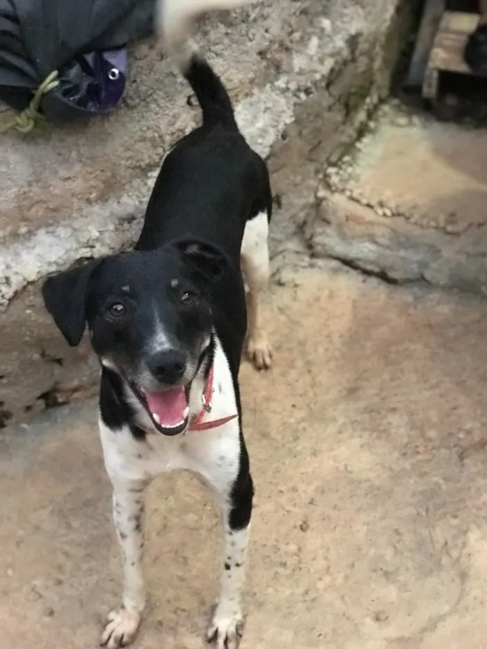 Cachorro ra a SRD idade  nome Biel