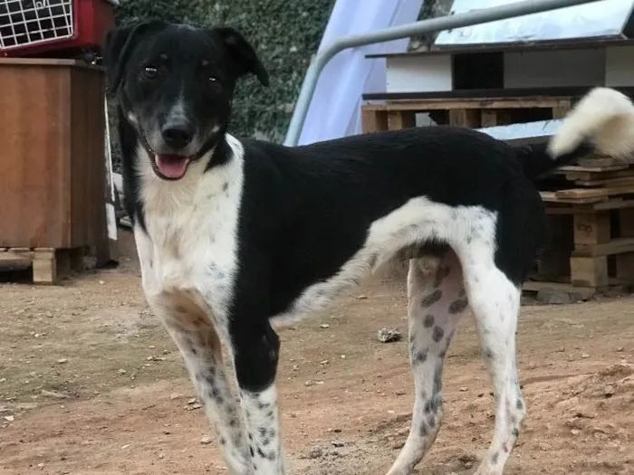 Cachorro ra a SRD idade  nome Biel
