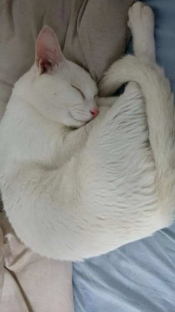 Gato ra a SRD idade 7 a 11 meses nome Hugo